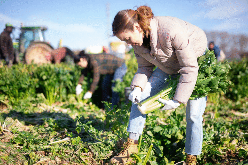 DEPARTMENT OF AGRICULTURE image